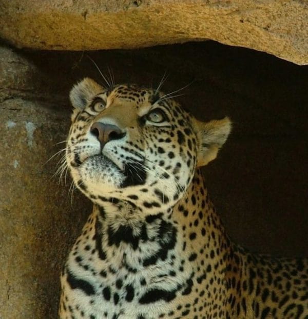 Safari Big 5 et différence d'un jaguar avec un léopard et guépard