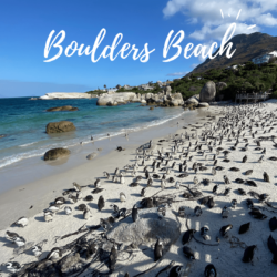 boulders-beach-cape-town