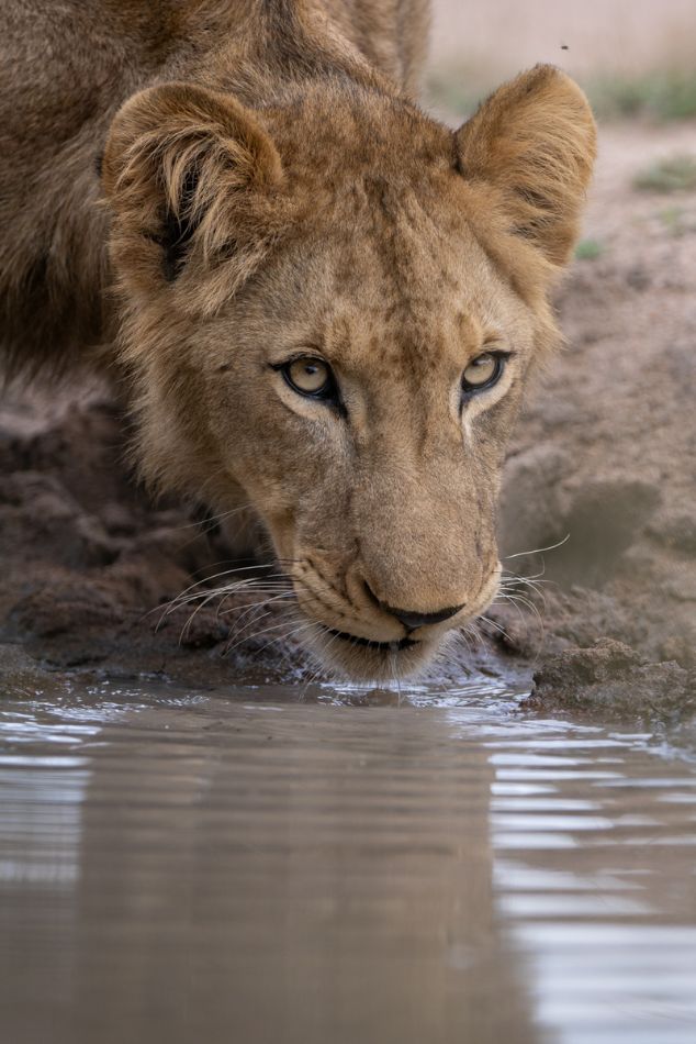 Lion Sabi Sand ©Singita
