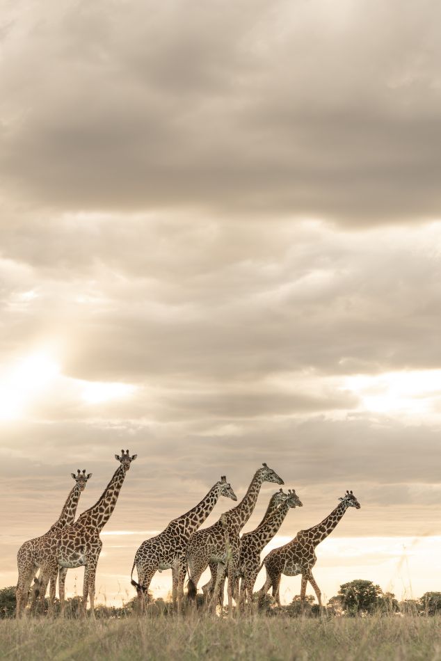 Girafes ©Singita