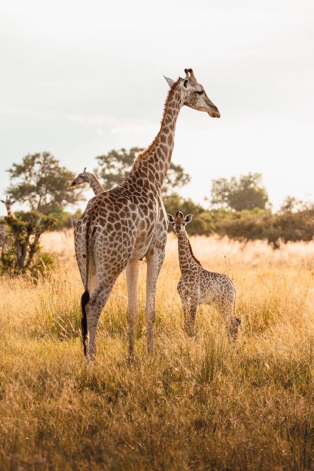 Girafes savane