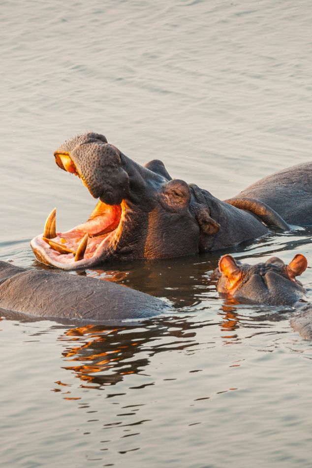 Hippos Chobe