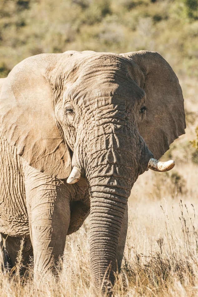 Pilanesberg, Afrique du Sud