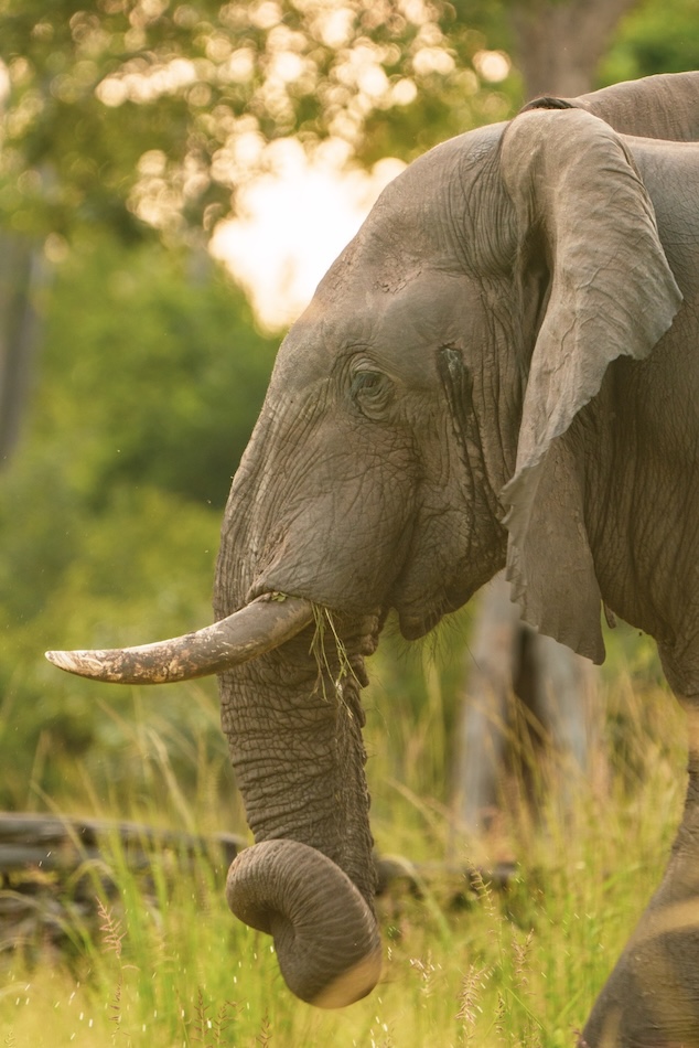 South Luangwa, Zambie