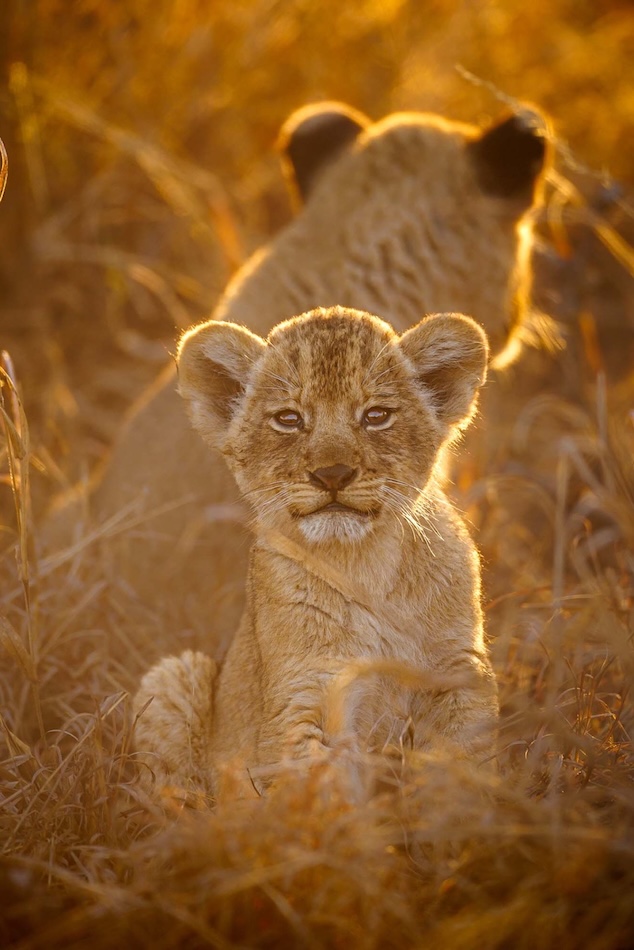 Lionceaux Kruger, Afrique du Sud