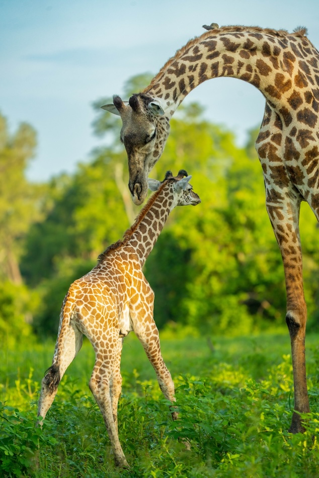 South Luangwa, Zambie