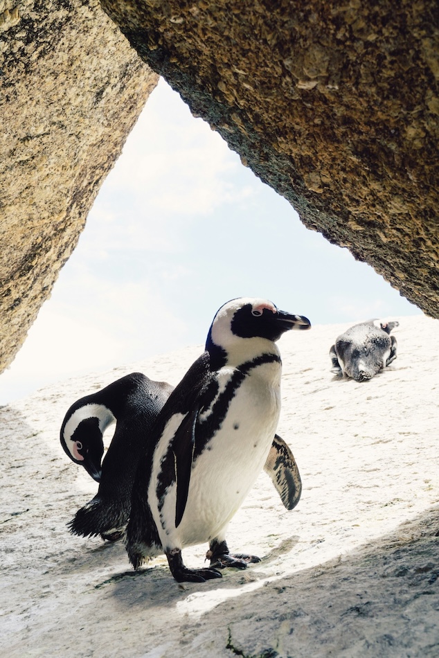 Boulders Beach, Afrique du Sud