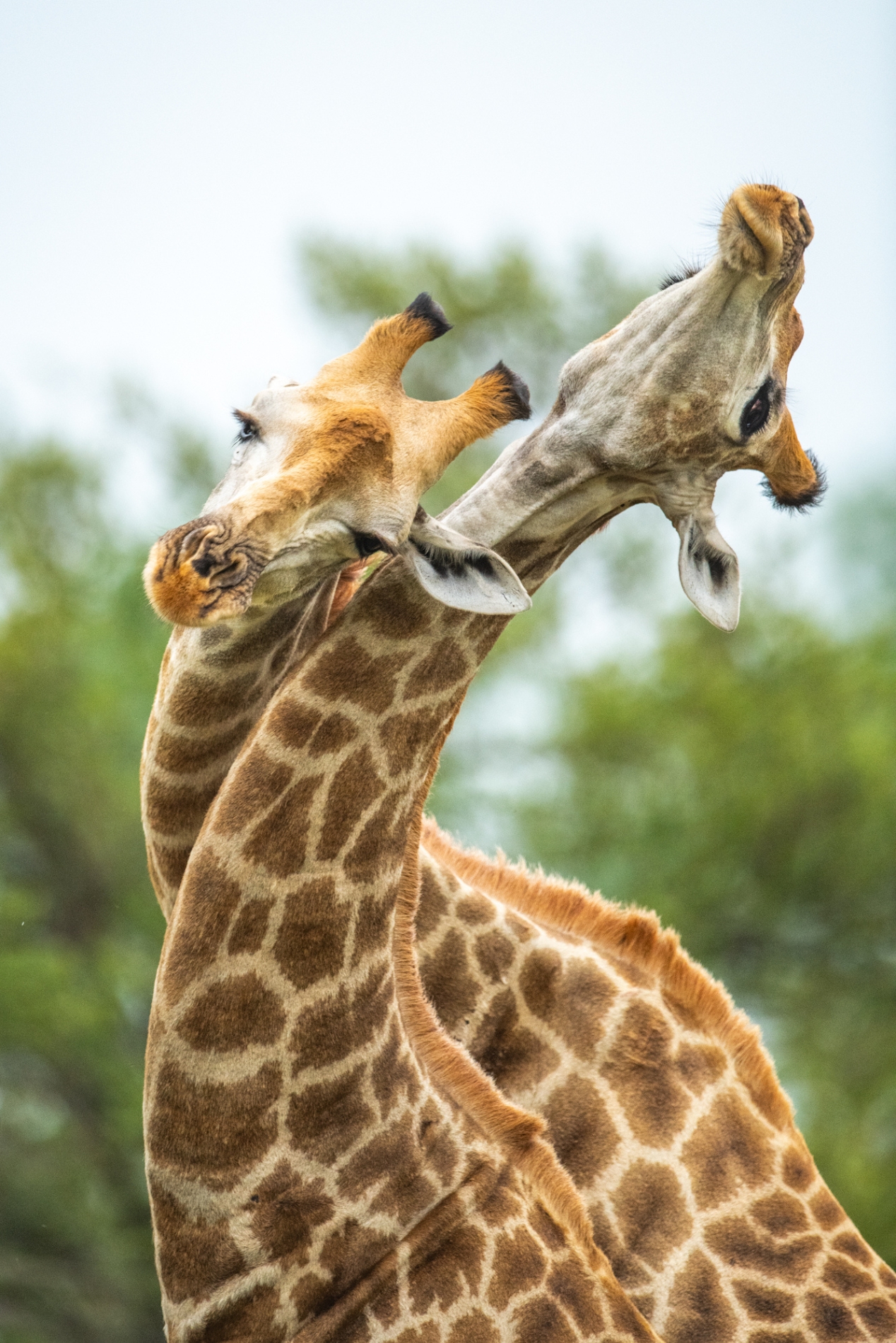 Safari girafes Kruger © Singita