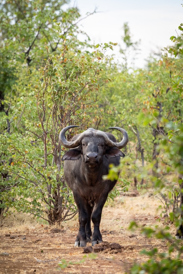 Chapman’s Peak, Afrique du Sud