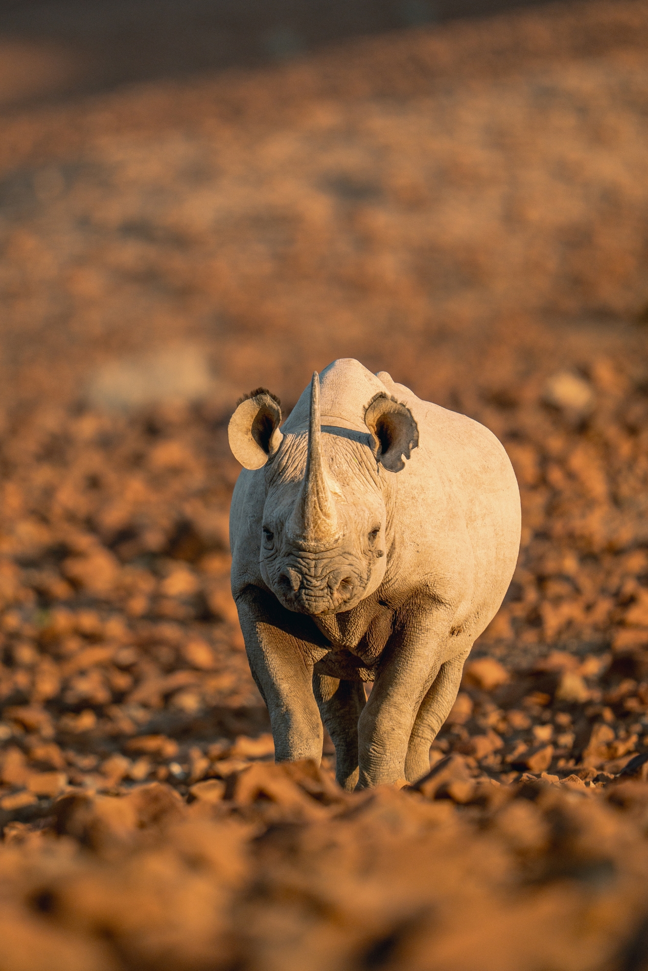 Rhinocéros Etosha Namibie