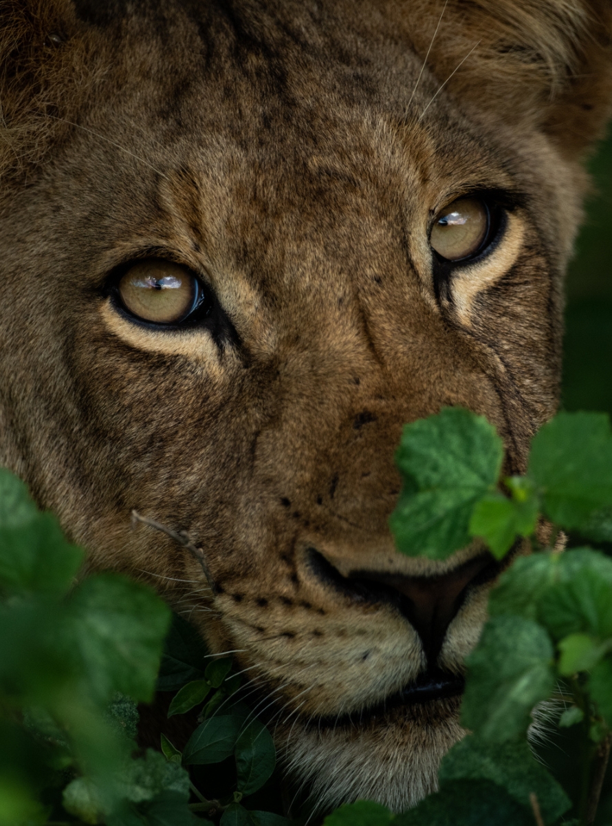 Itinéraire en Afrique du Sud jusqu’aux Chutes Victoria