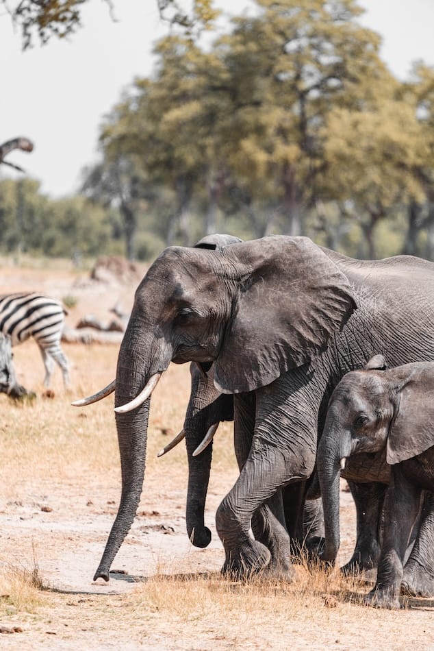 SLIDER 8 IMAGES - 2_Elephants_Safari_Hwange_Zimbabwe