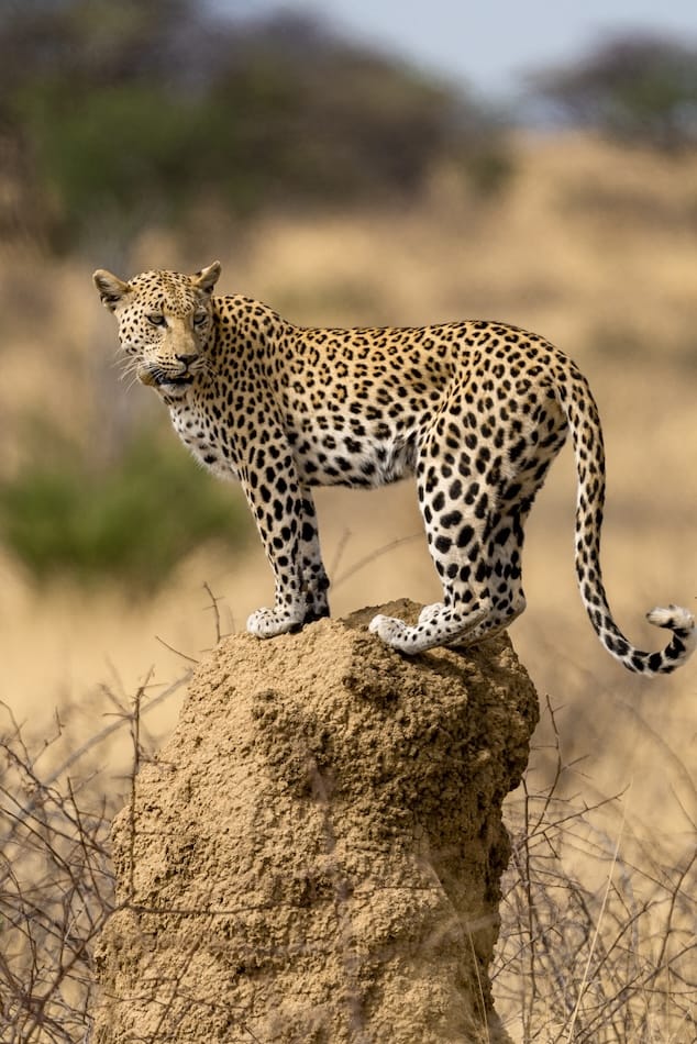 SLIDER 8 IMAGES - 4_Leopard_Safari_Zimbabwe