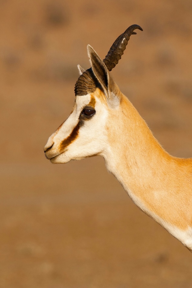 Springbok, Namaqualand