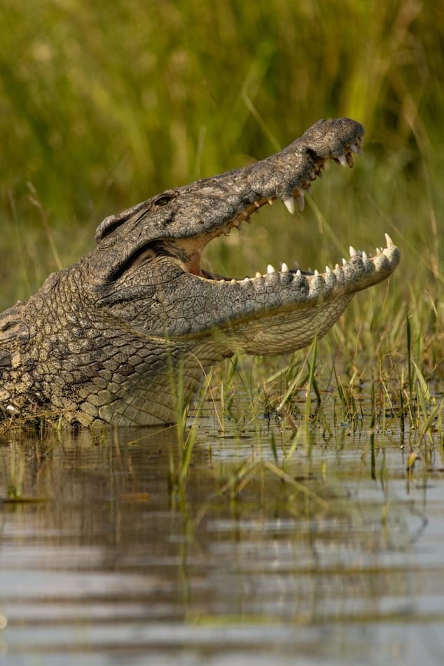 SLIDER 8 IMAGES - 6_Crocodile_Zambeze_Safari_Zimbabwe