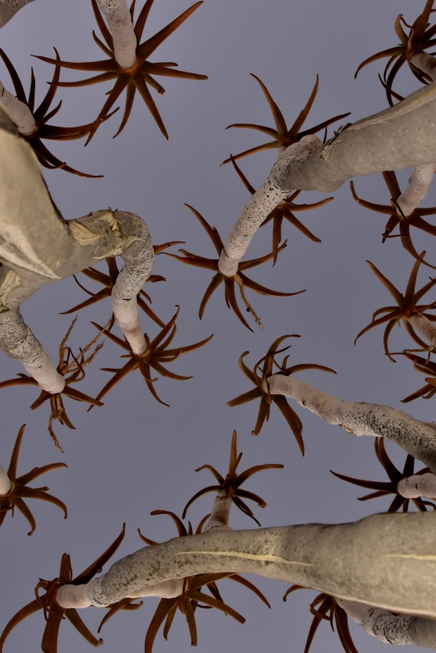 Aloès, Richtersveld