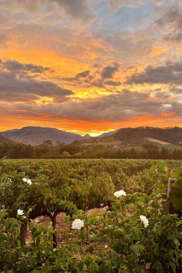 Winelands, Afrique du Sud