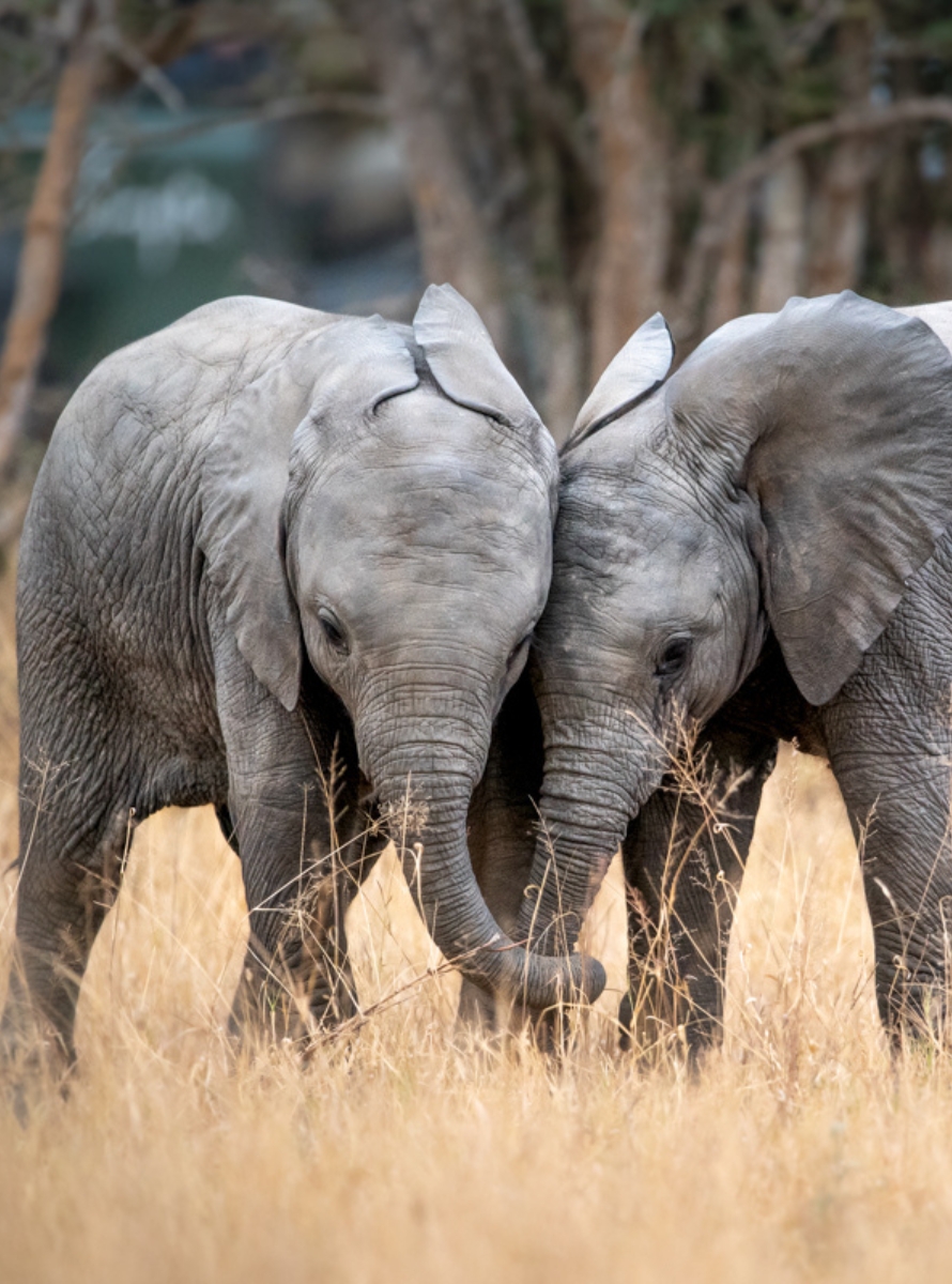 Voyage moto en Afrique du Sud :  Route des Jardins & Route 62