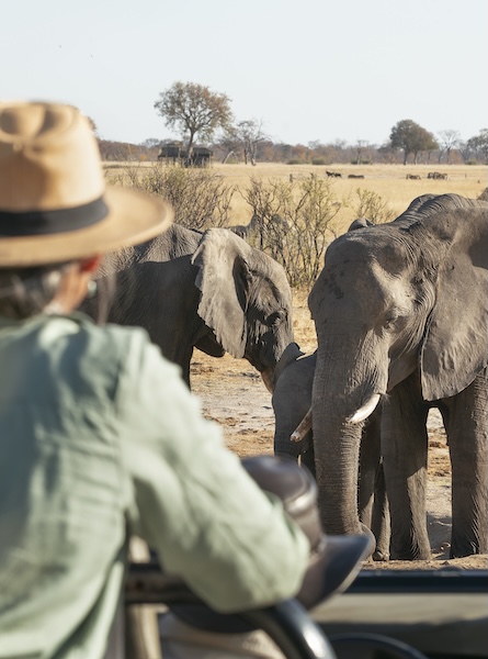 Voyage safari en Zambie : une expérience éco-responsable